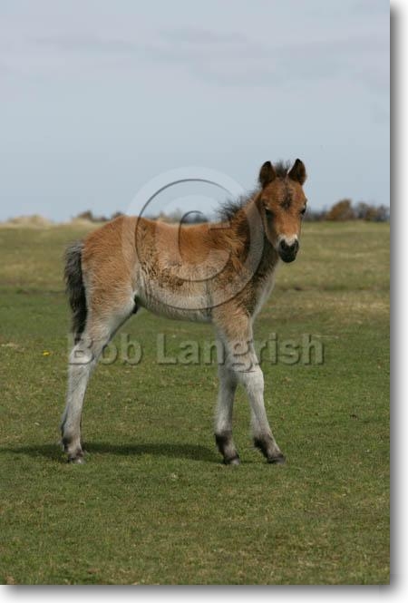 Legend WI8L9220DartmoorFoal,Dartmoor,UK