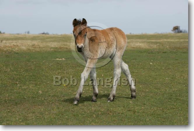 Legend WI8L9224DartmoorFoal,Dartmoor,UK
