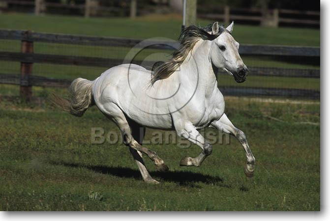 Cullens Horses Pic18Paso%20Fino%20Youngs%20Paso%20Fino%20Ranch,%20Fl