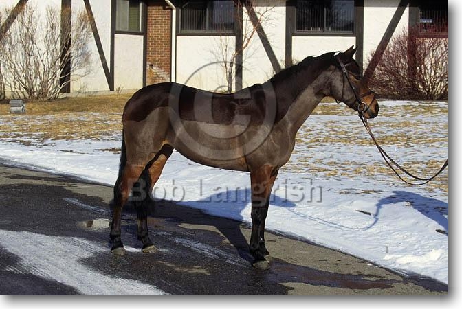 Bob Langrish Equestrian Photographer: Images