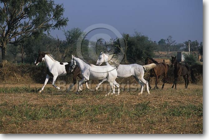 pic20MarwariMares,RoyalEquestrianCentre,Rajasthan.jpg