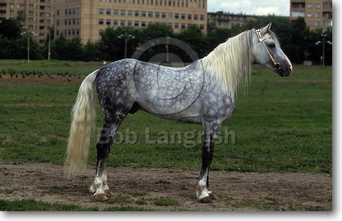 Bob Langrish Equestrian Photographer: Images