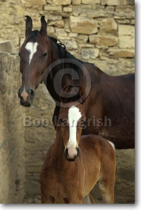 pic47MarwariMare&Foal,RoyalEquestrianCentre,Dunlod,Rajasthan.jpg